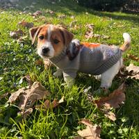 ADORABILE WHISKY cucciolo di Jack Russell Terrier