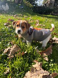 ADORABILE WHISKY cucciolo di Jack Russell Terrier