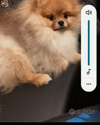 Volpino spitz