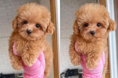 Maschietti barboncini Toy albicocca 3 mesi