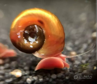 Pesci, chiocciole e piante d'acqua dolce