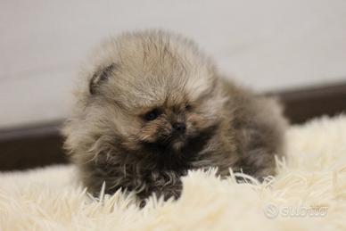 Spitz Pomeranian maschietto