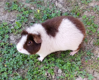 Porcellino d'india ( Cavia ) US Teddy