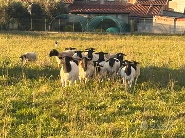 Pecore dorper vendita