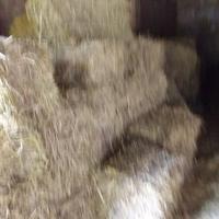 Fieno in ballette anno 2025 di qualità 