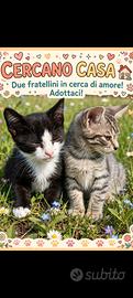 Gattini di due mesi molto affettuosi maschi