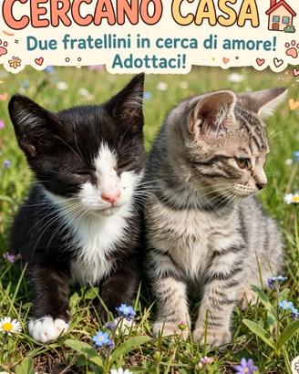 Gattini di due mesi molto affettuosi maschi