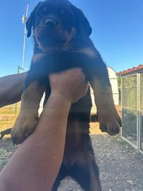 Cuccioli di Rottweiler