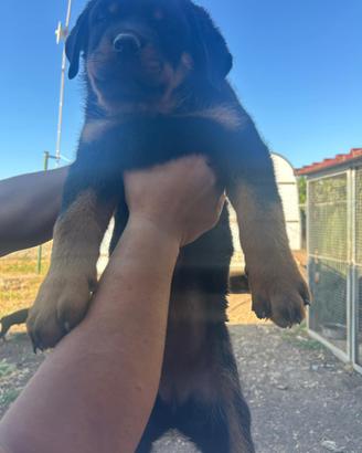 Cuccioli di Rottweiler