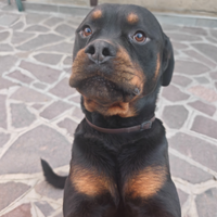 Rottweiler