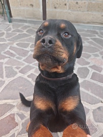 Rottweiler