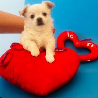 Cucciolo di chihuahua maschio con pedigree ENCI