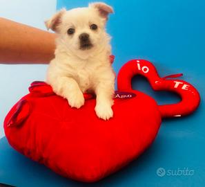 Cucciolo di chihuahua maschio con pedigree ENCI