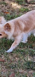 Chihuahua femmina