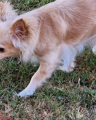 Chihuahua femmina