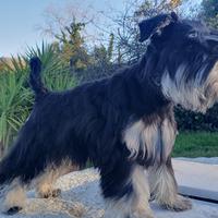SCHNAUZER NANI NERO E ARGENTO I zwergschnauzer
