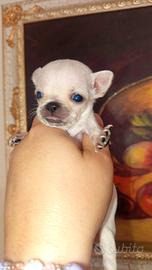 Chihuahua