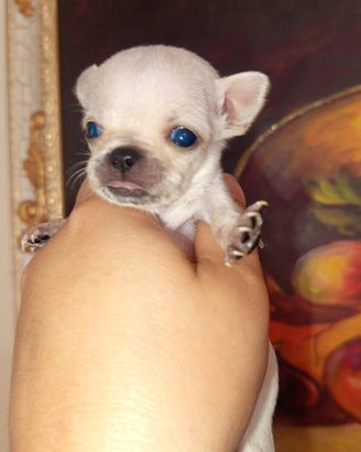 Chihuahua