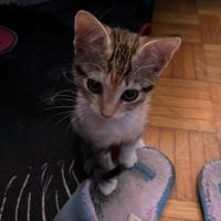 Micini