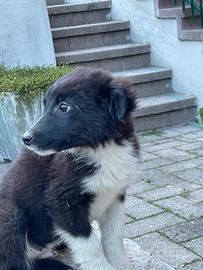 Cucciolo di border collie