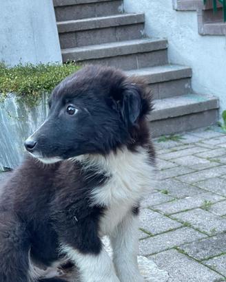 Cucciolo di border collie