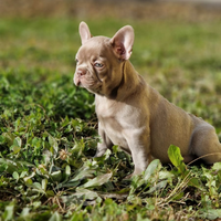 Bulldog Francese