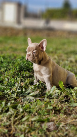 Bulldog Francese