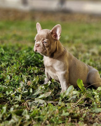 Bulldog Francese