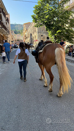 Disponibile cavalla haflinger