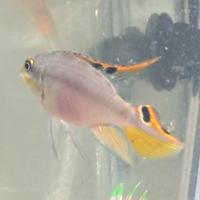 Coppia pelvicachromis pulcher