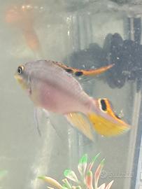 Coppia pelvicachromis pulcher