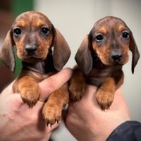 Bassotti Nani a Pelo Corto -Cuccioli Pedigree ENCI