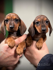 Bassotti Nani a Pelo Corto -Cuccioli Pedigree ENCI