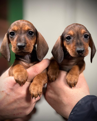 Bassotti Nani a Pelo Corto -Cuccioli Pedigree ENCI