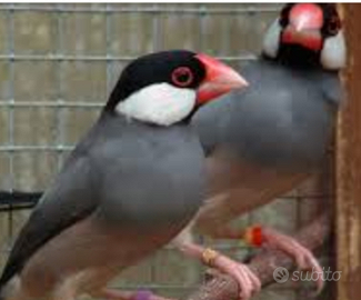 Padda fringuello di giava