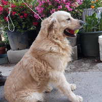 Affettuosissimo golden retriver per accoppiamento