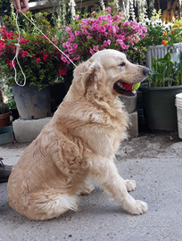 Affettuosissimo golden retriver per accoppiamento