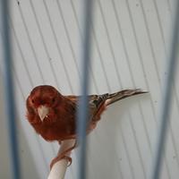 Maschi agata rosso