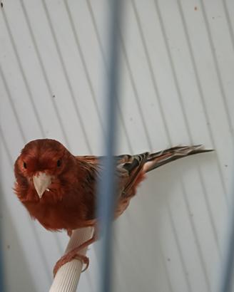 Maschi agata rosso