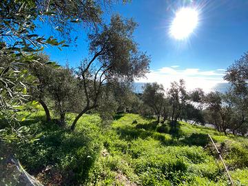 Ter. agricolo a cipressa
