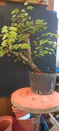 bonsai