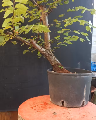 bonsai