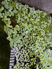 Pistia e Najas