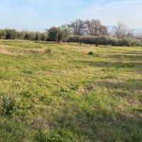 Terreno agricolo