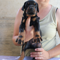 Cuccioli di dobermann