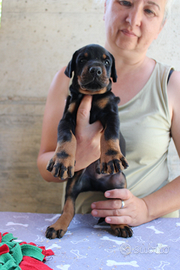 Cuccioli di dobermann