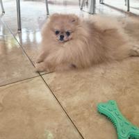 Spitz pomerania per monta