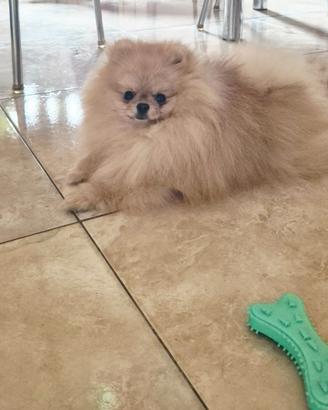 Spitz pomerania per monta