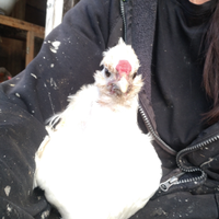 Galletti ornamentali