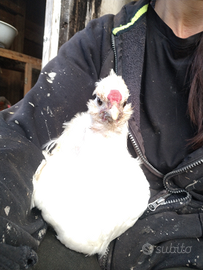 Galletti ornamentali